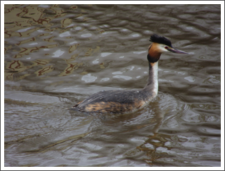 Great Crested Grebe