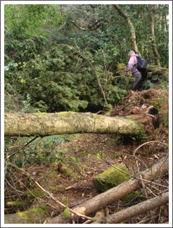 Windfall in Star Wood