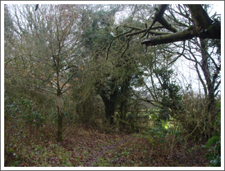 Through the orchard