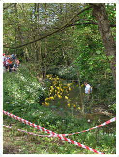 Duck race shepherding